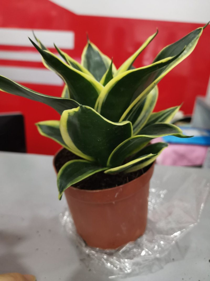 虎皮兰荷花兰110盆栽观叶植物可土培水培盆景盆花