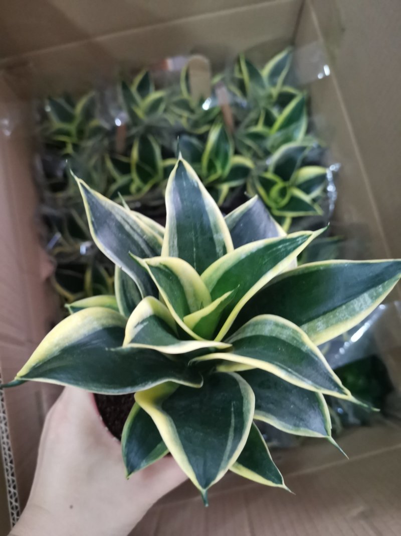 虎皮兰荷花兰110盆栽观叶植物可土培水培盆景盆花