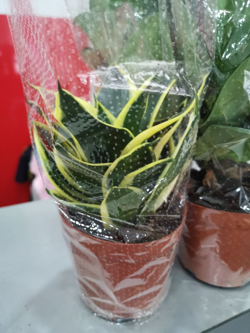 虎皮兰荷花兰110盆栽观叶植物可土培水培盆景盆花