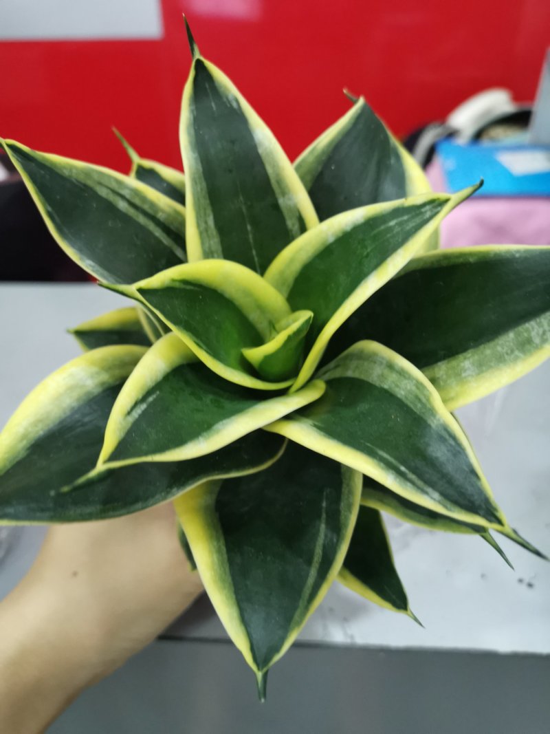 虎皮兰荷花兰110盆栽观叶植物可土培水培盆景盆花