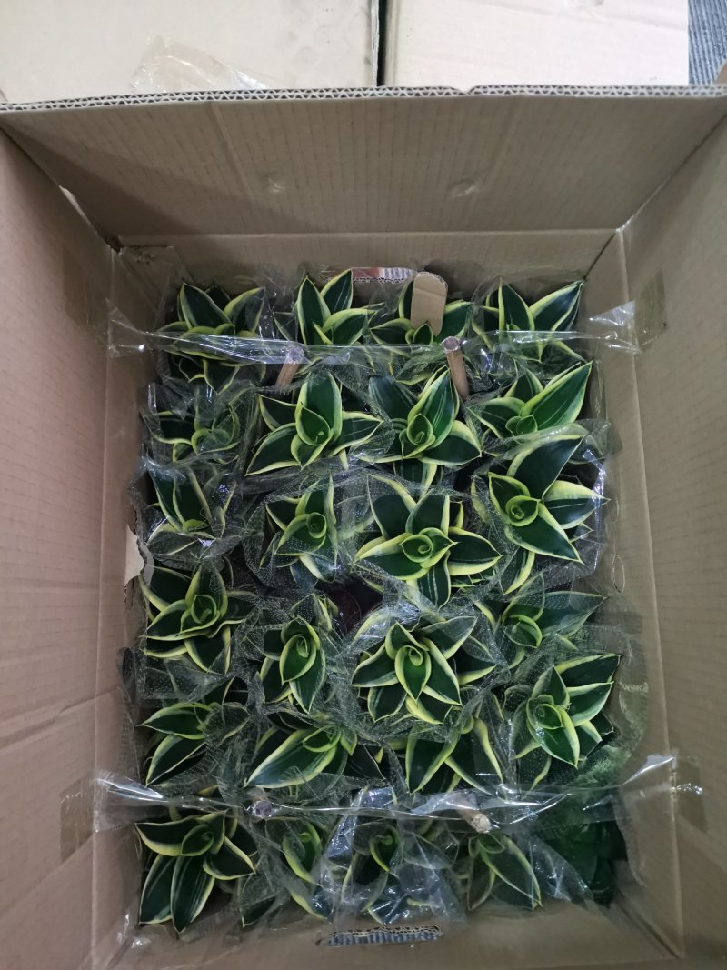 虎皮兰荷花兰110盆栽观叶植物可土培水培盆景盆花