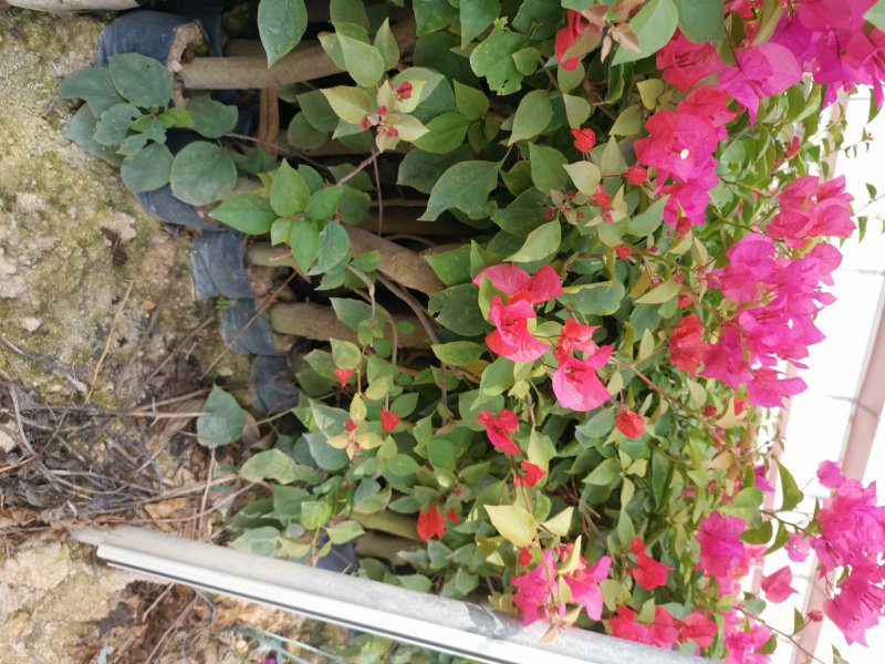 三角梅【勒杜鹃】叶子花，安格斯，各种规格品种