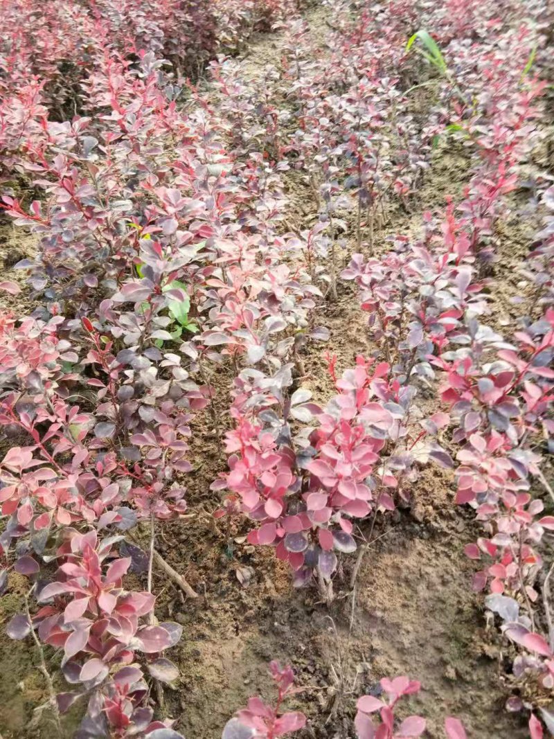 红叶小檗紫叶绿化工程苗灌木篱笆红叶小檗