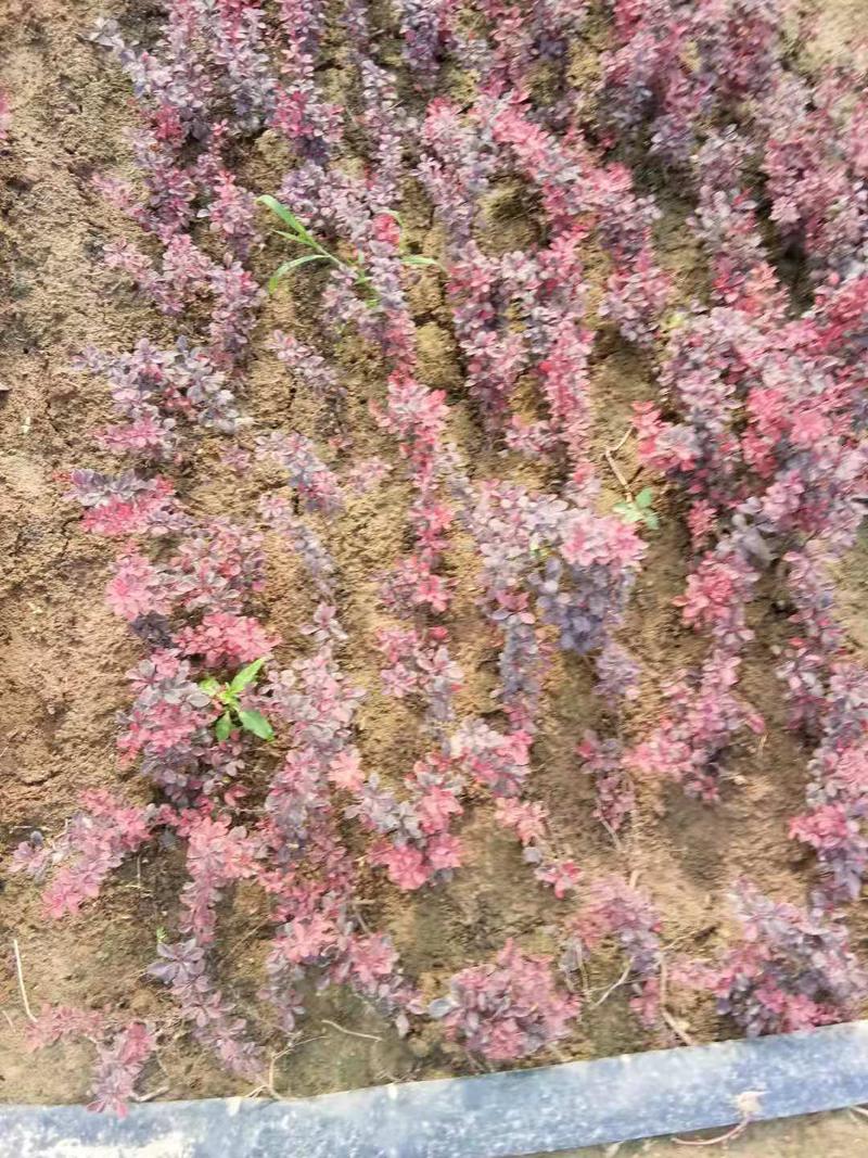 红叶小檗紫叶绿化工程苗灌木篱笆红叶小檗