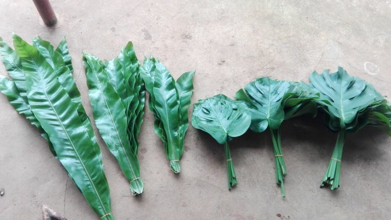 海南富贵竹红竹观音竹莲花竹招财竹紫竹海南种植基地拿样价