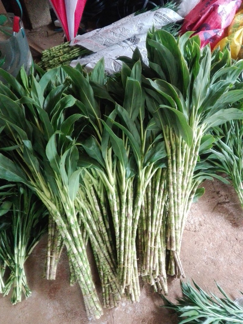 海南富贵竹红竹观音竹莲花竹招财竹紫竹海南种植基地拿样价