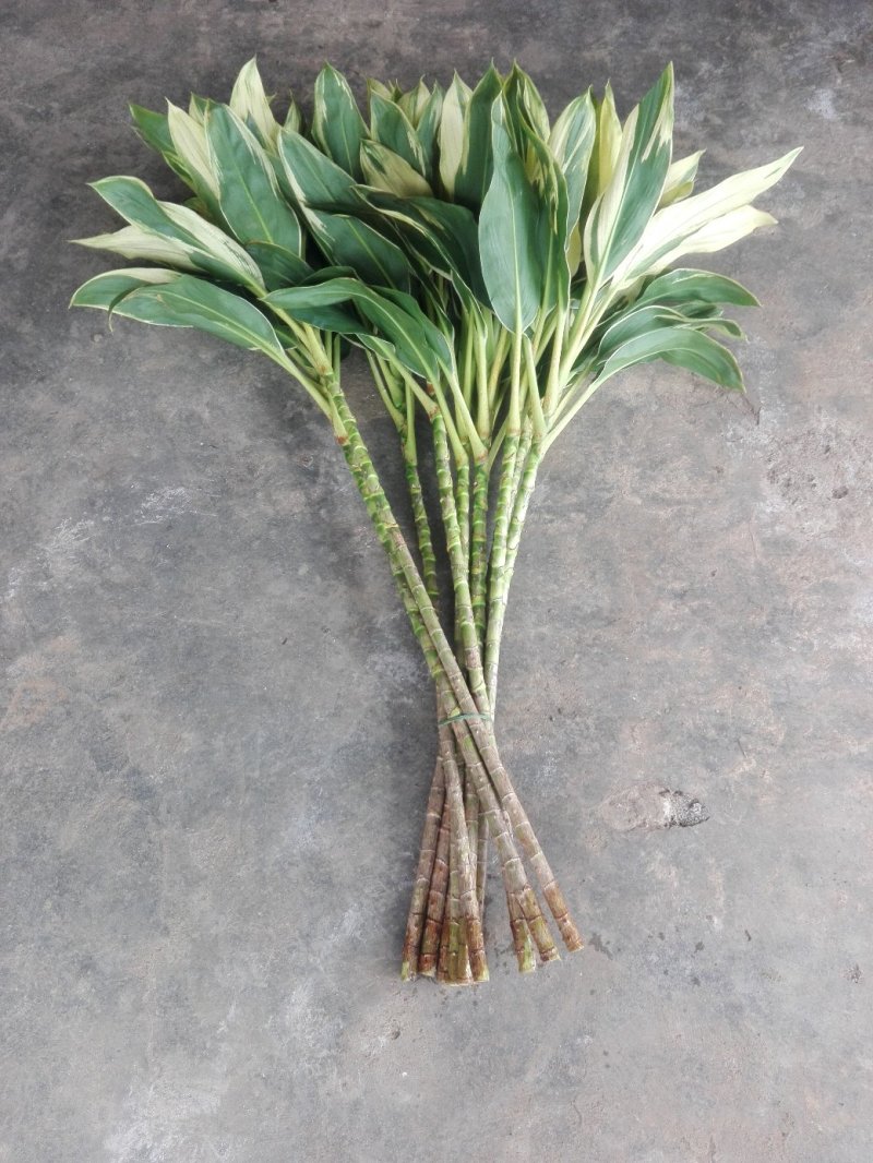 海南富贵竹红竹观音竹莲花竹招财竹紫竹海南种植基地拿样价