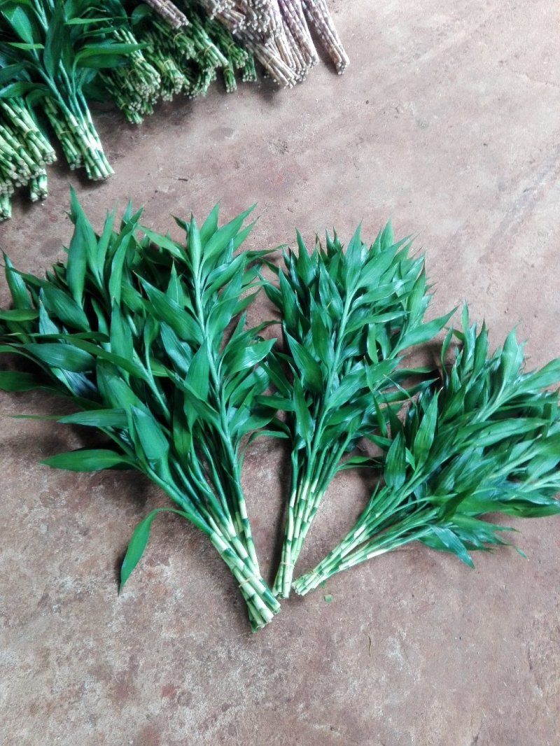 海南富贵竹红竹观音竹莲花竹招财竹紫竹海南种植基地拿样价