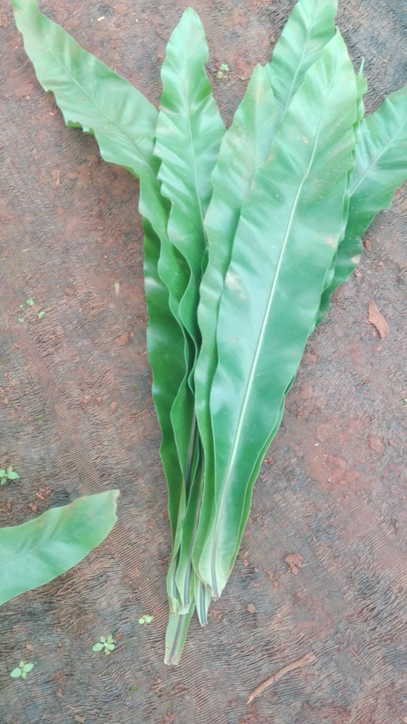 海南富贵竹红竹观音竹莲花竹招财竹紫竹海南种植基地拿样价