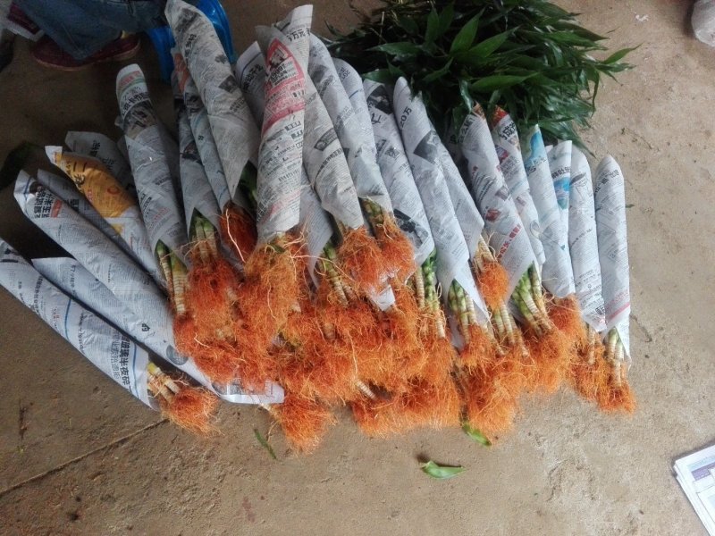 海南富贵竹红竹观音竹莲花竹招财竹紫竹海南种植基地拿样价