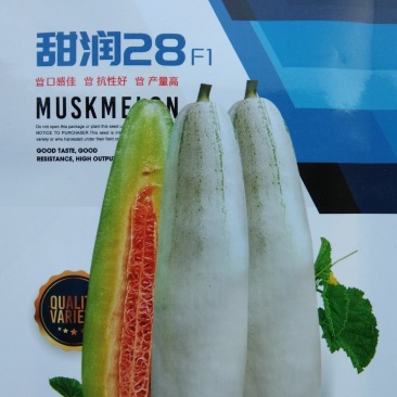 500粒杂交一代甜润28F1羊角蜜种子