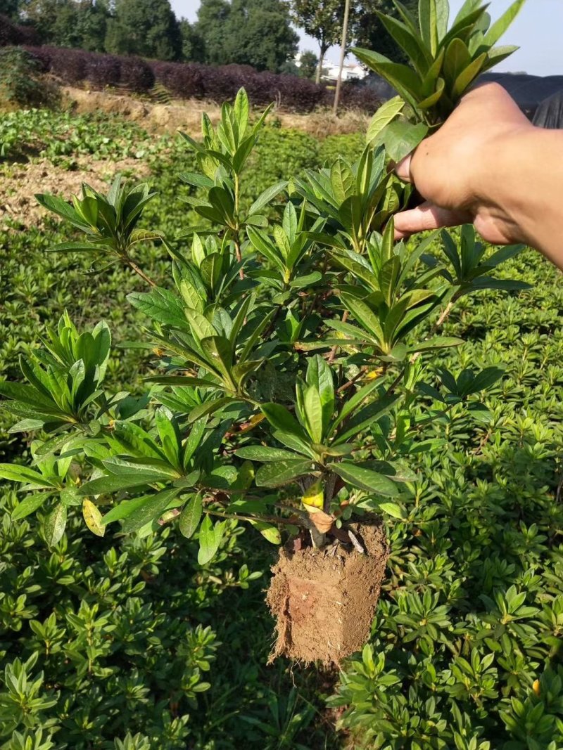 批发各种品种规格杜鹃，春鹃，夏鹃，比利时杜鹃，西洋杜鹃