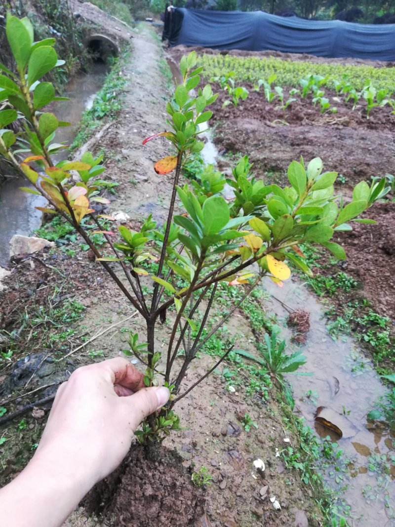 批发各种品种规格杜鹃，春鹃，夏鹃，比利时杜鹃，西洋杜鹃