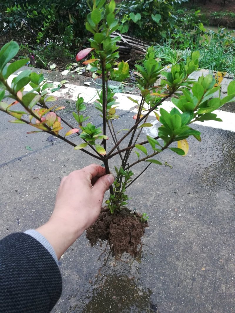 批发各种品种规格杜鹃，春鹃，夏鹃，比利时杜鹃，西洋杜鹃