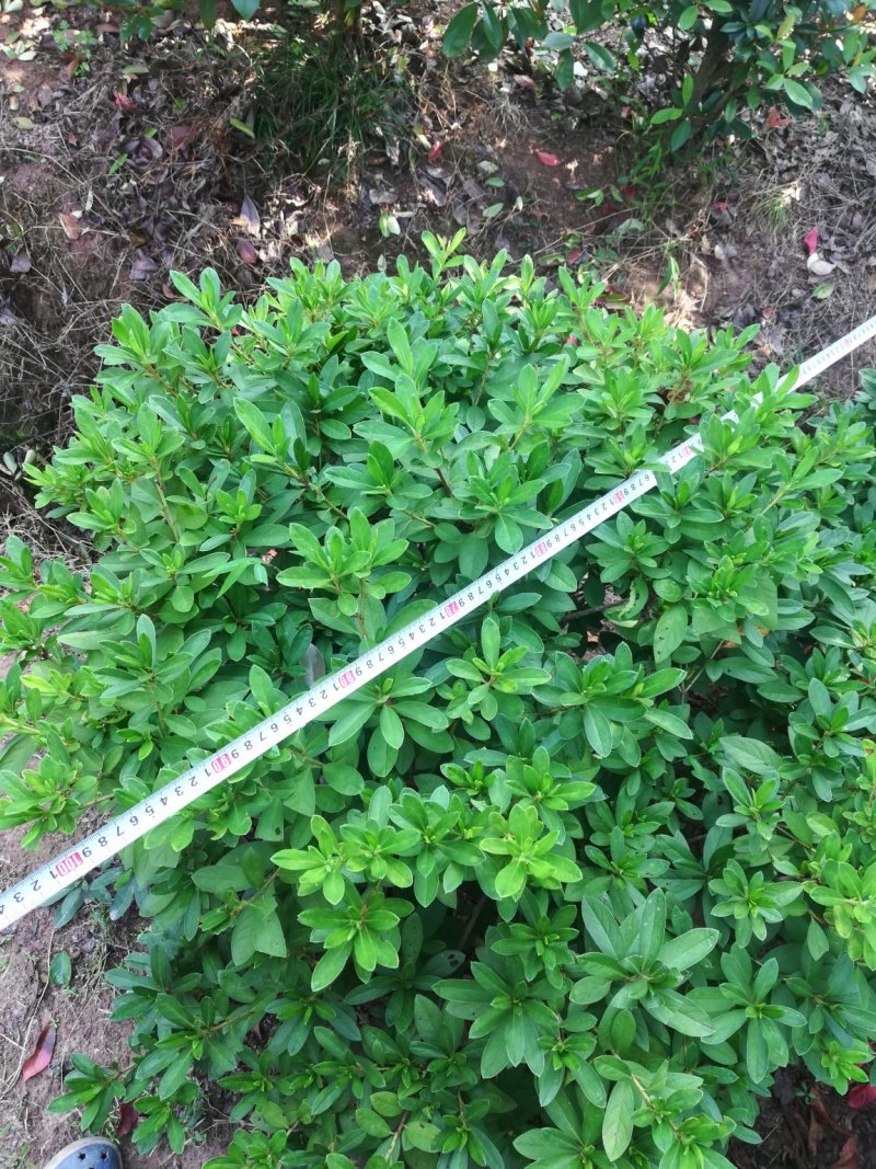 批发各种品种规格杜鹃，春鹃，夏鹃，比利时杜鹃，西洋杜鹃