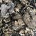 黑虎掌菌干货能耳蘑菇韩国出口产地批发现货大货直供
