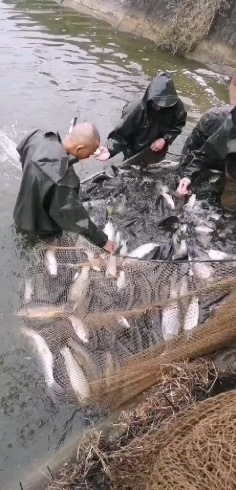 鲫鱼