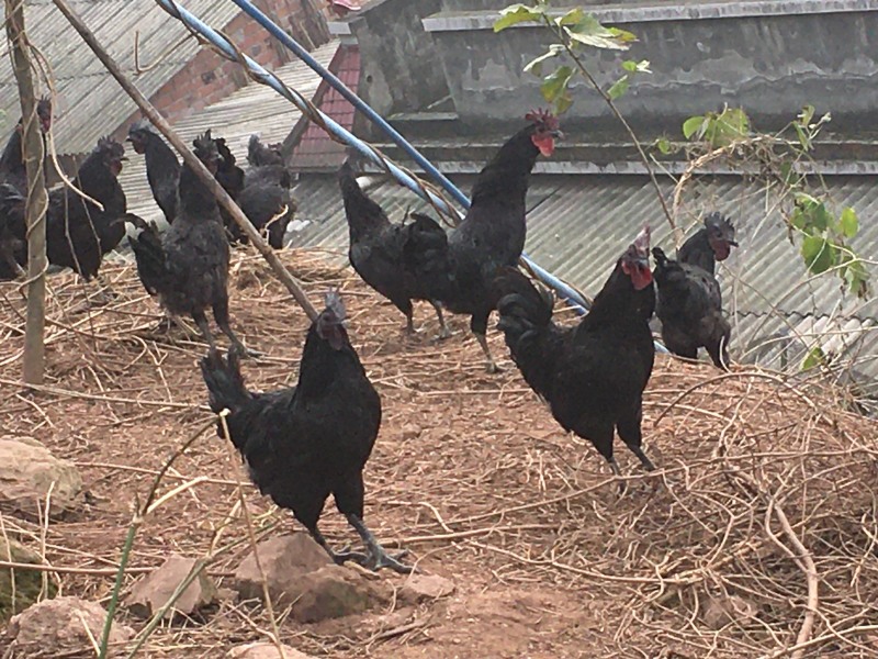生态散养五黑一绿