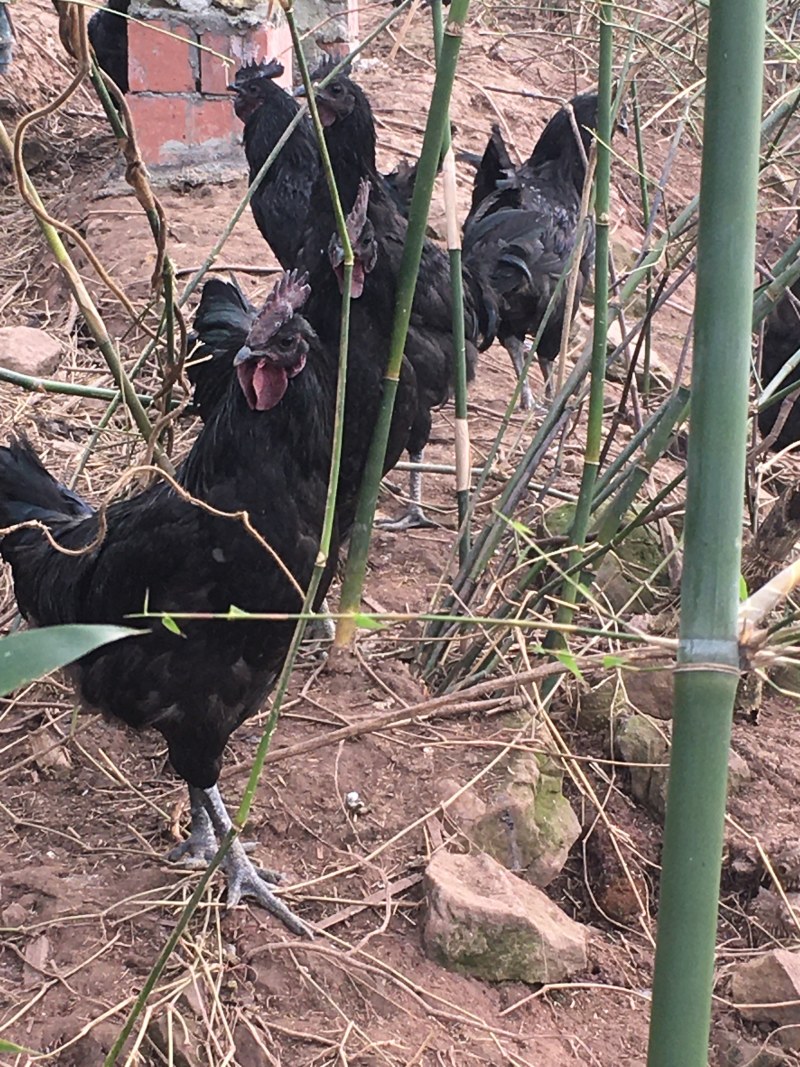 生态散养五黑一绿