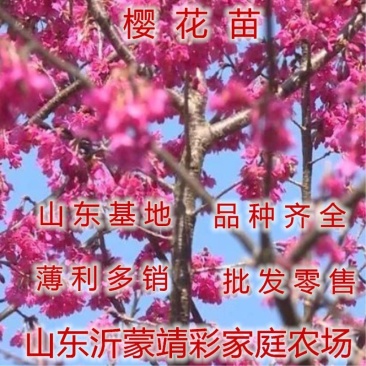 樱花苗阳光樱桃菊樱晚樱苗各种品种樱花苗绿化占地苗