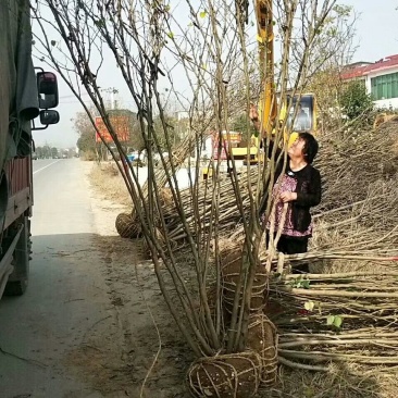 紫荆，河南紫荆花基地，丛生、独杆紫荆基地直销。