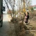 紫荆，河南紫荆花基地，丛生、独杆紫荆基地直销。