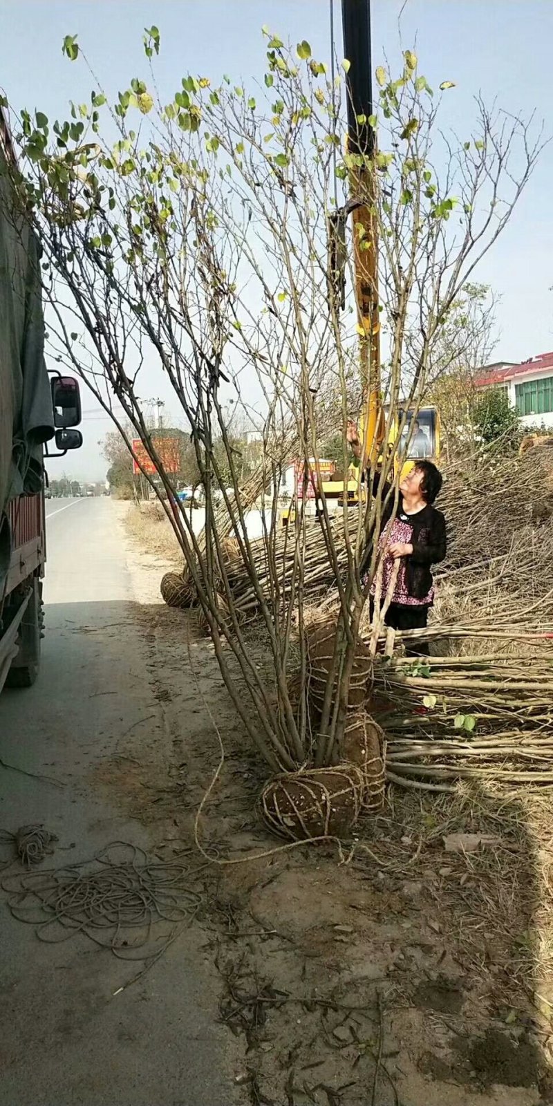 紫荆，河南紫荆花基地，丛生、独杆紫荆基地直销。