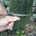 紫荆，河南紫荆花基地，丛生、独杆紫荆基地直销。