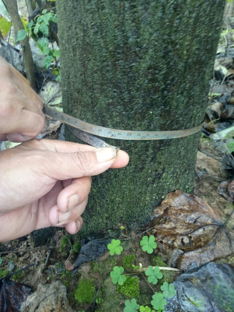 紫荆，河南紫荆花基地，丛生、独杆紫荆基地直销。