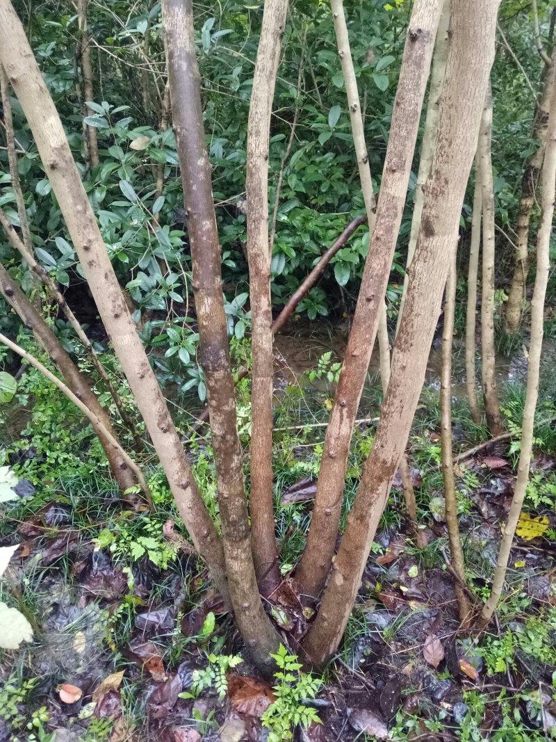 紫荆，河南紫荆花基地，丛生、独杆紫荆基地直销。