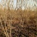 紫荆，河南紫荆花基地，丛生、独杆紫荆基地直销。