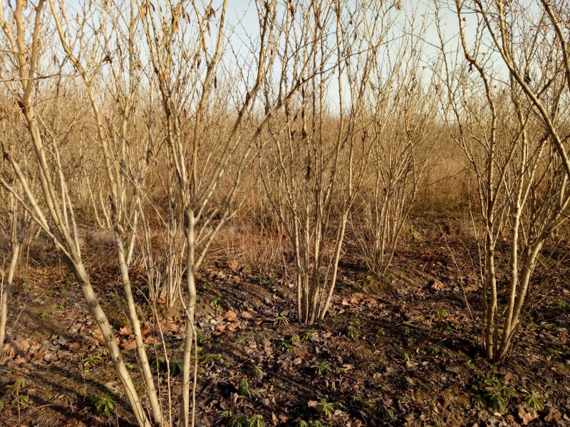 紫荆，河南紫荆花基地，丛生、独杆紫荆基地直销。