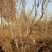 紫荆，河南紫荆花基地，丛生、独杆紫荆基地直销。