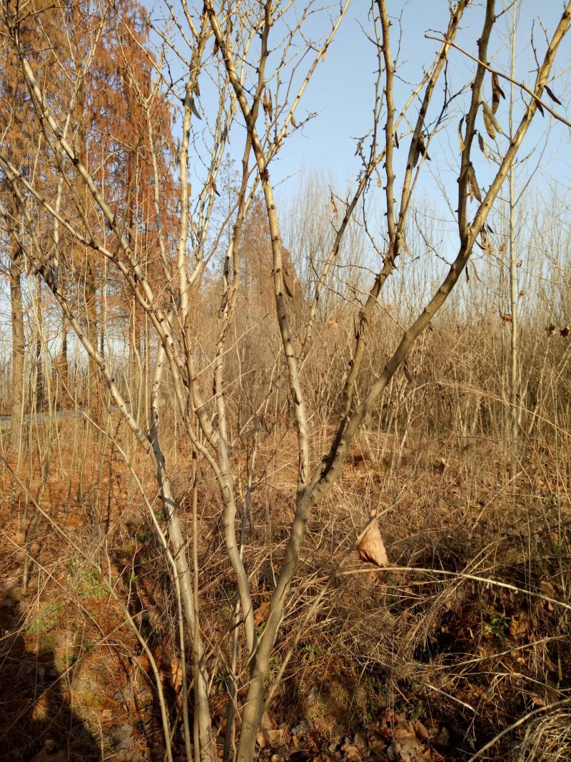 紫荆，河南紫荆花基地，丛生、独杆紫荆基地直销。