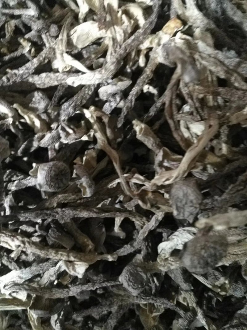切根特级鹿茸菇烘干鹿茸菇