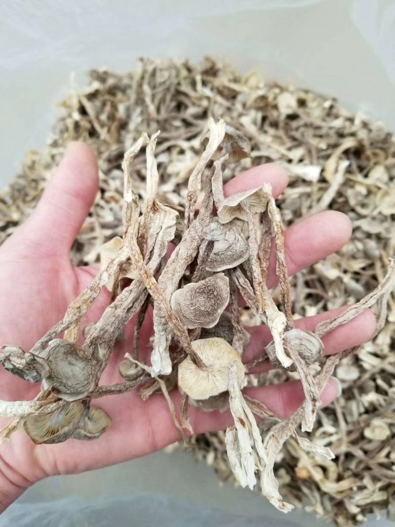 切根特级鹿茸菇烘干鹿茸菇