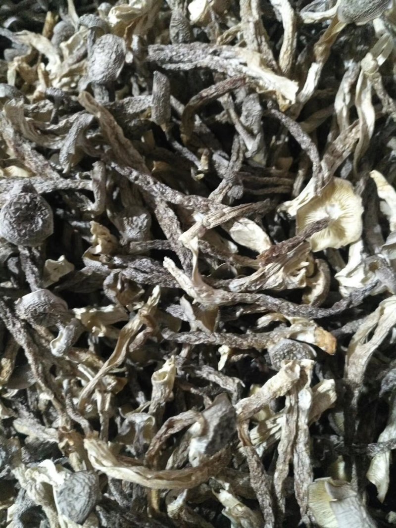 切根特级鹿茸菇烘干鹿茸菇