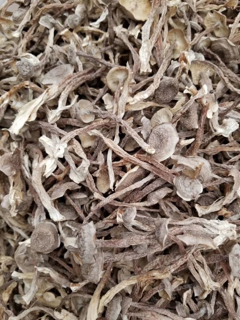 切根特级鹿茸菇烘干鹿茸菇