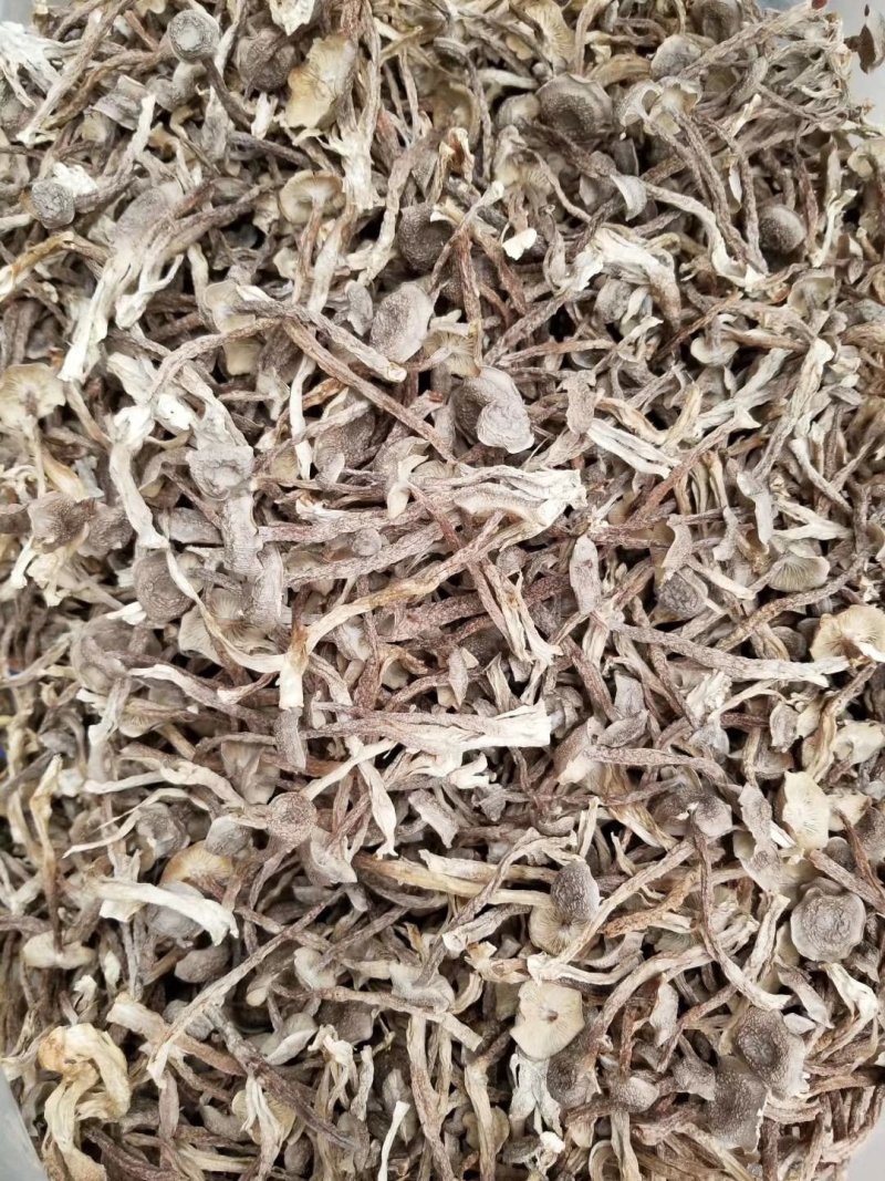 切根特级鹿茸菇烘干鹿茸菇