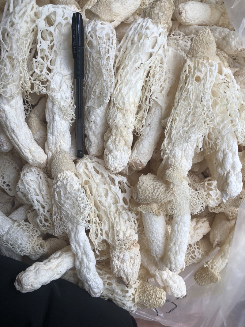 红托竹荪织金竹荪干货长裙竹荪酒店餐饮直供货源稳定