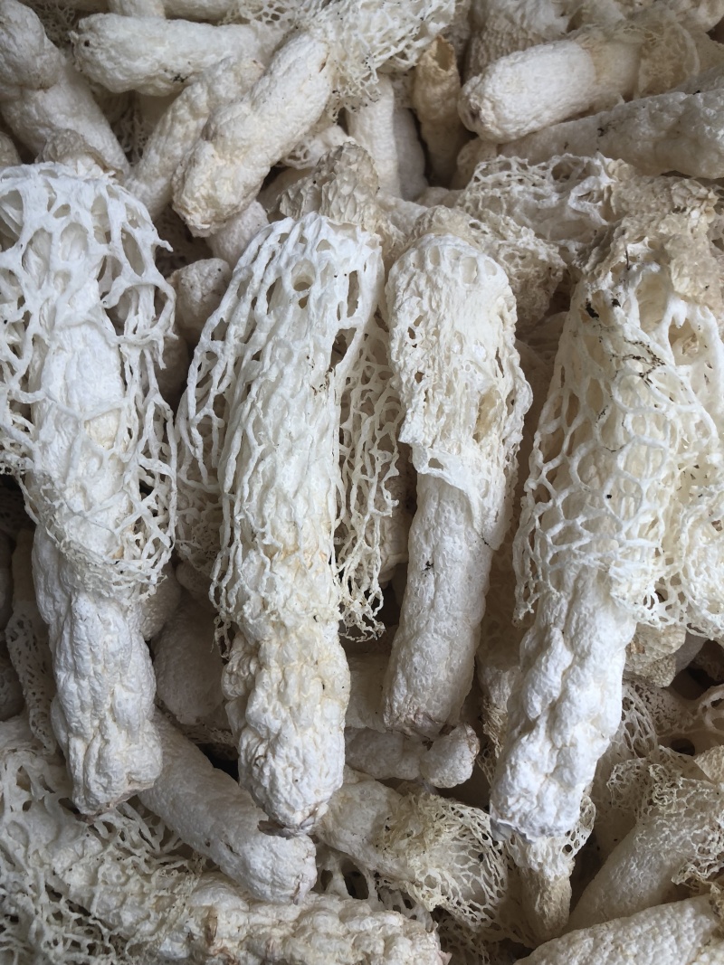 红托竹荪织金竹荪干货长裙竹荪酒店餐饮直供货源稳定