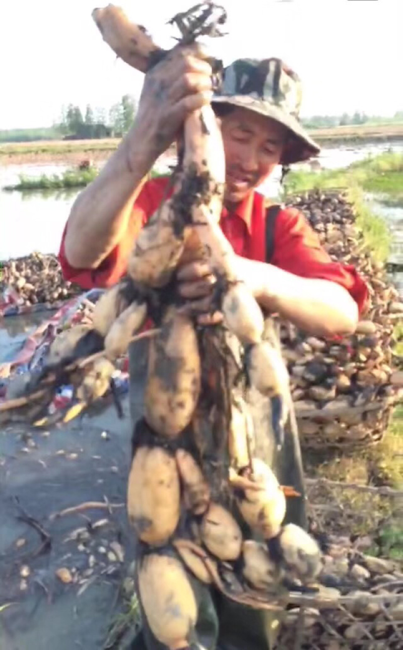 新鄂莲新5号藕种，第一年田藕苗纯度高产量高