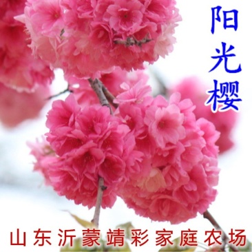 阳光樱花富士樱花高冷樱花佳丽樱花树苗品种齐全