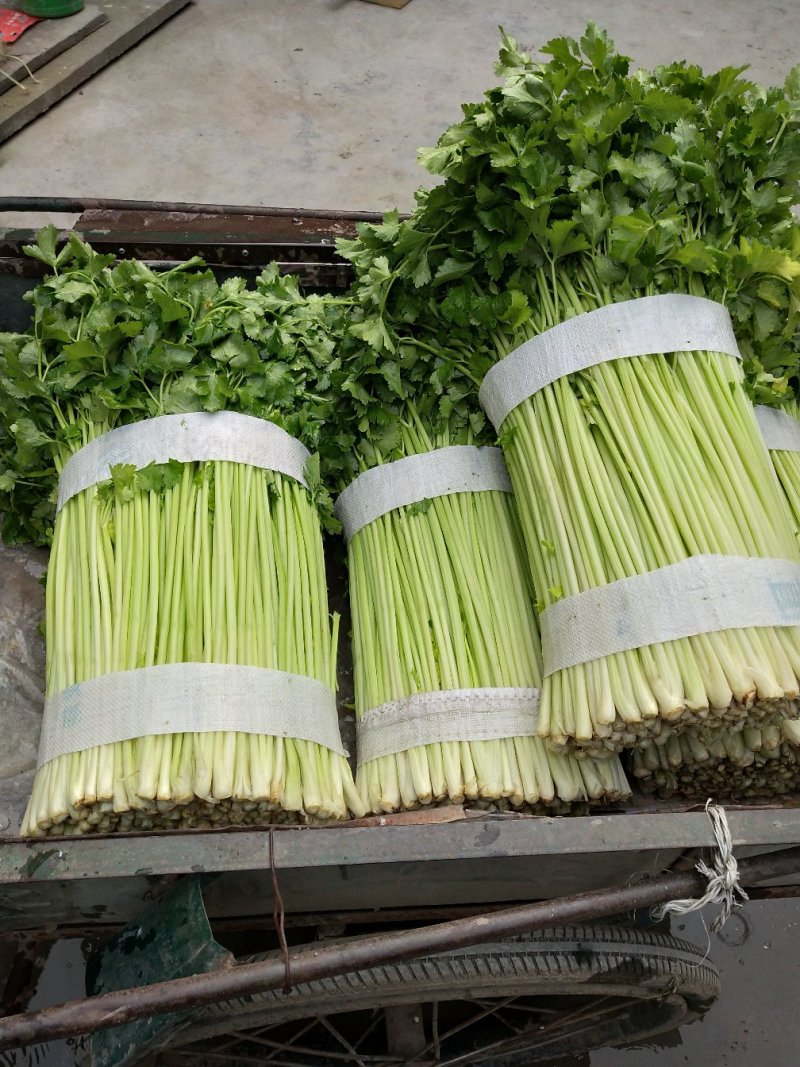 香芹，芹皇