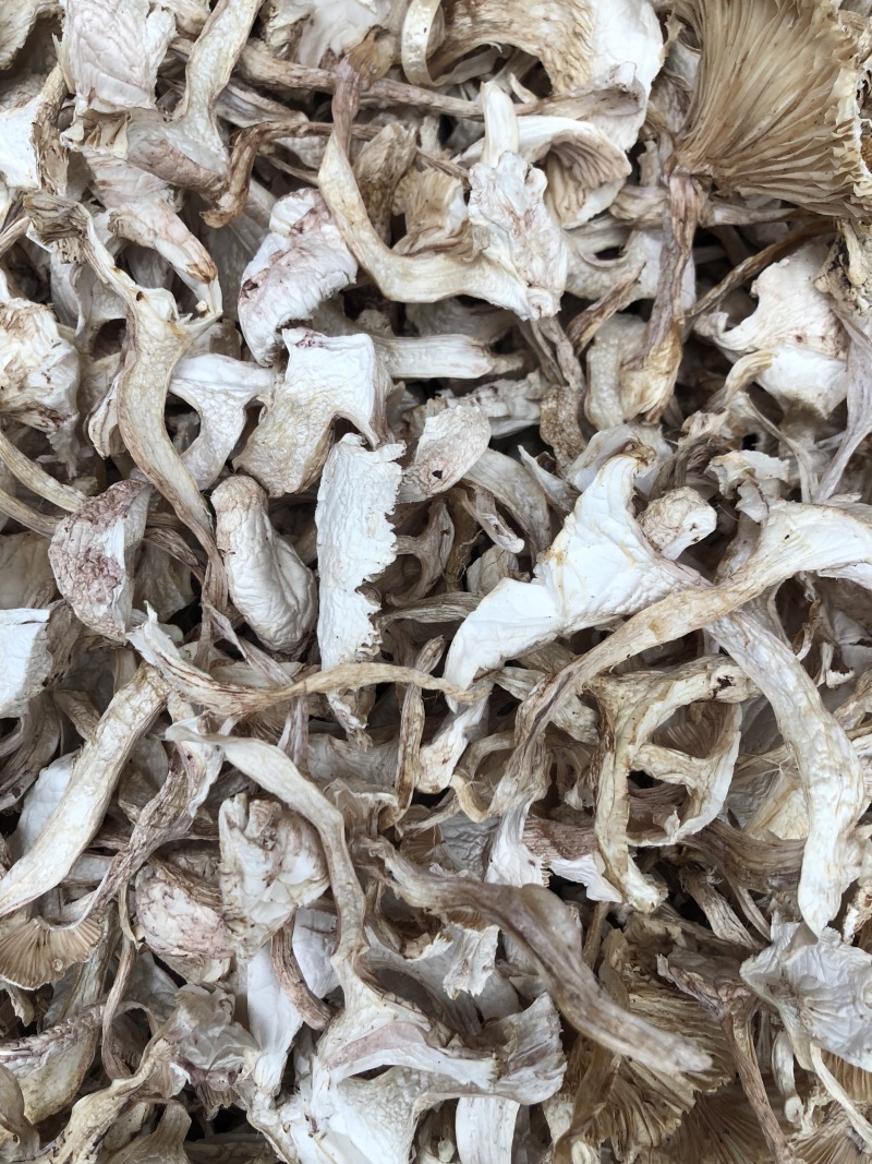 野生去皮青杆菌青冈菌干货好质量产地直销批发