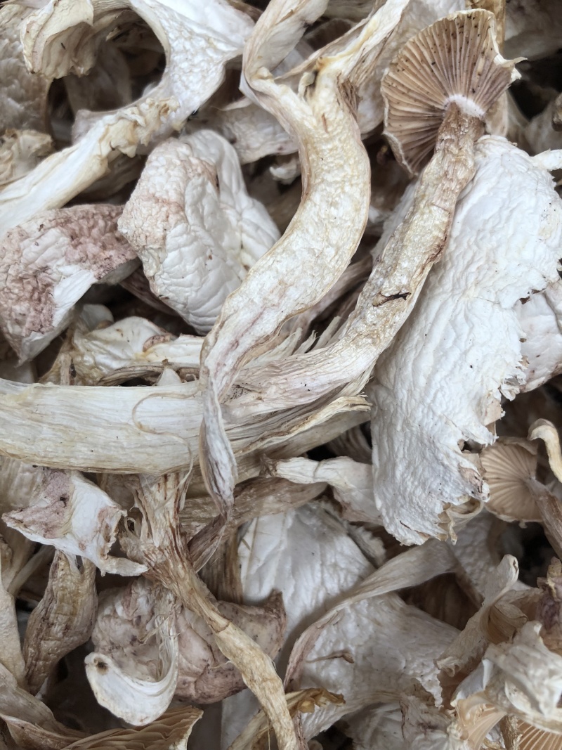 野生去皮青杆菌青冈菌干货好质量产地直销批发