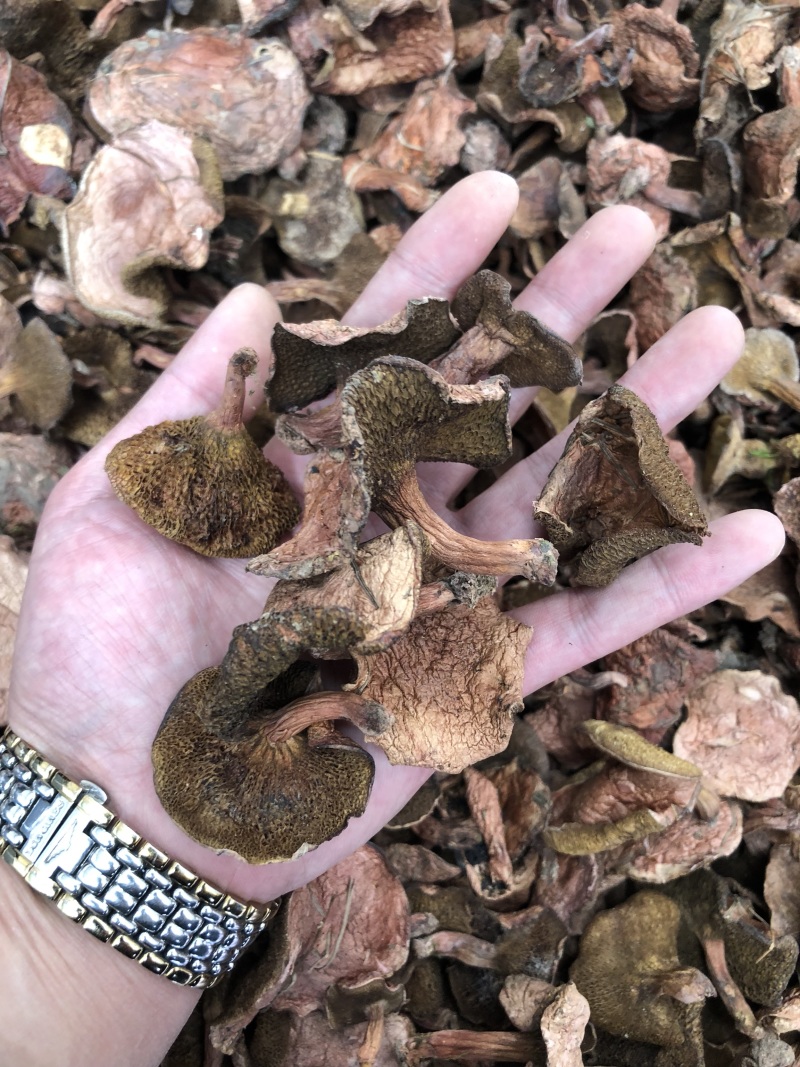 野生红乳牛肝菌干货产地大货批发量大从优