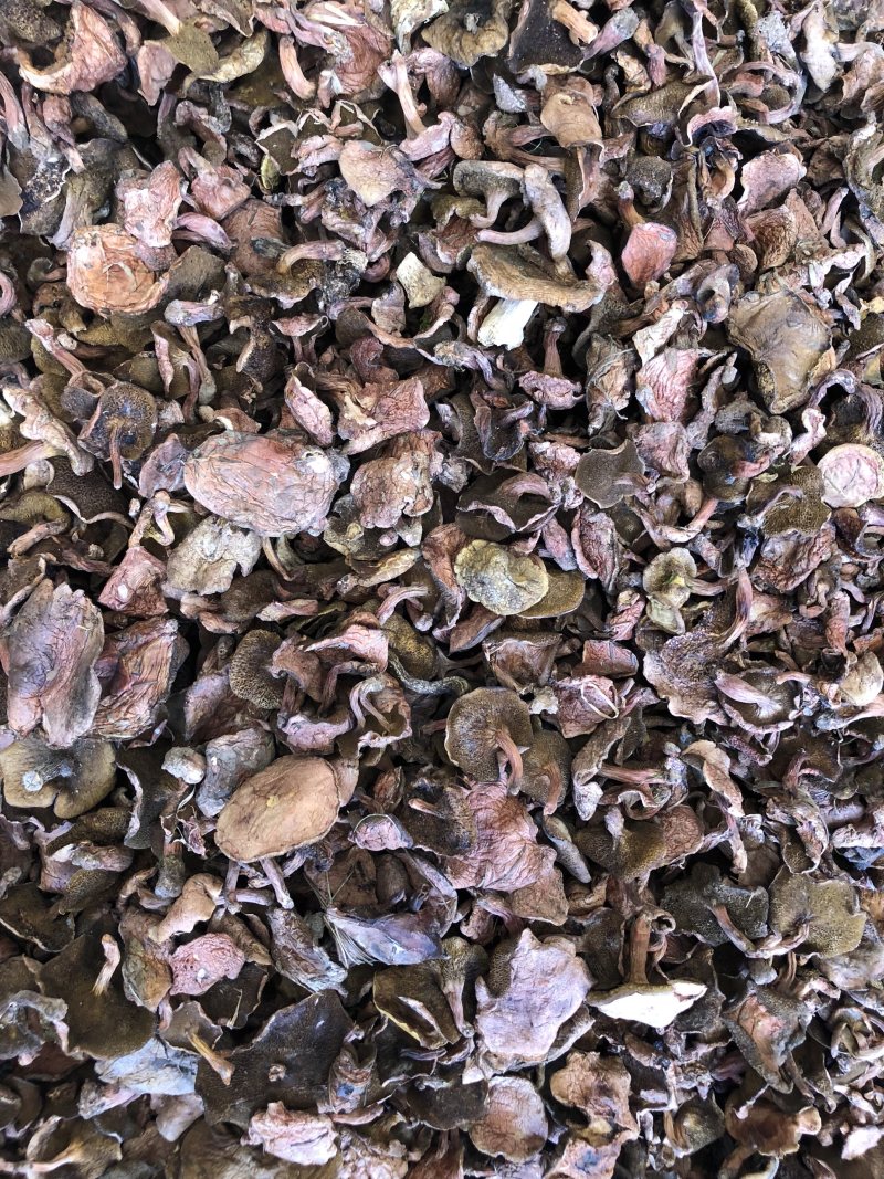 野生红乳牛肝菌干货产地大货批发量大从优
