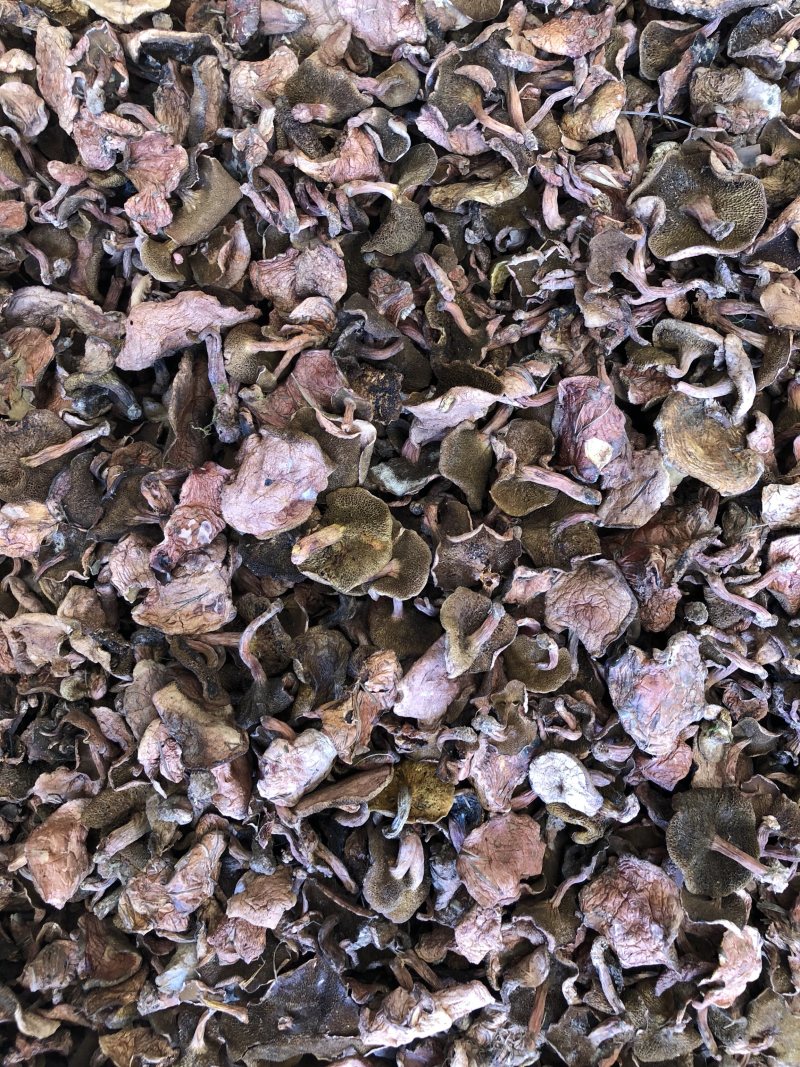 野生红乳牛肝菌干货产地大货批发量大从优