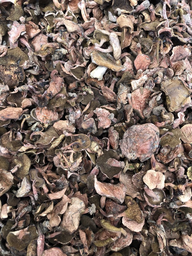 野生红乳牛肝菌干货产地大货批发量大从优